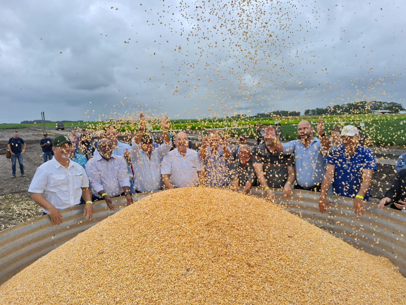 O ato oficial da colheita ocorrerá às 10h30min, no município de Paulo Bento