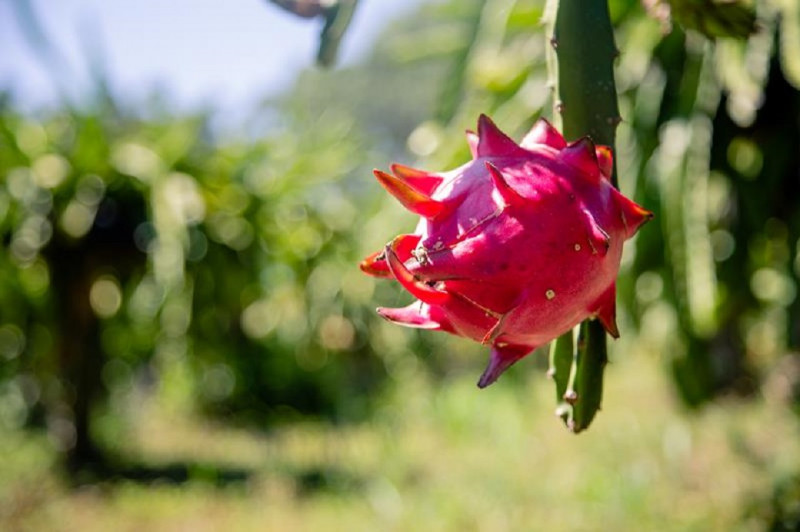 Cidade &eacute; uma das principais produtoras da fruta no Estado