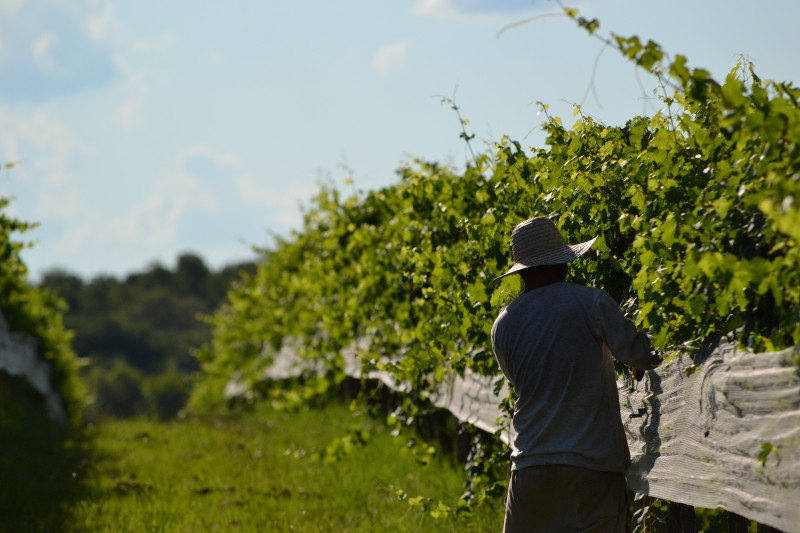 Fenômeno El Niño é considerado o principal responsável pelo quadro; prejuízo não deve impactar no preço