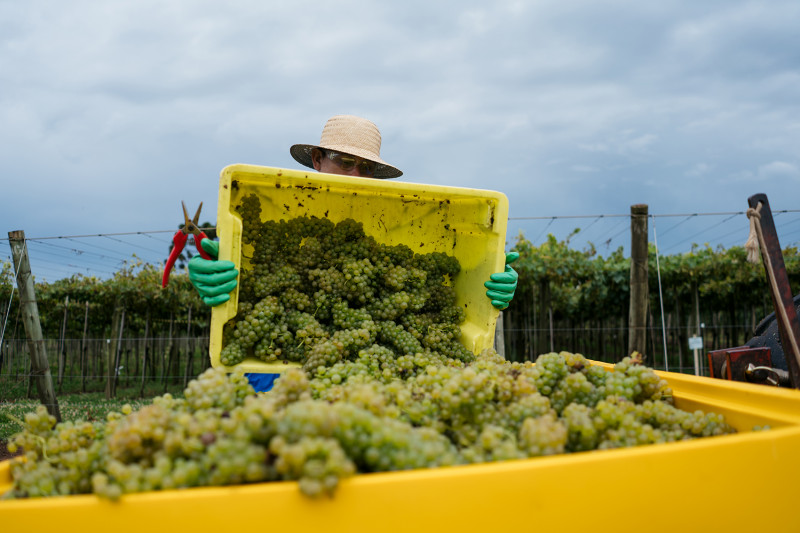 Mesmo com queda, uvas brancas tiveram qualidade dentro do padrão