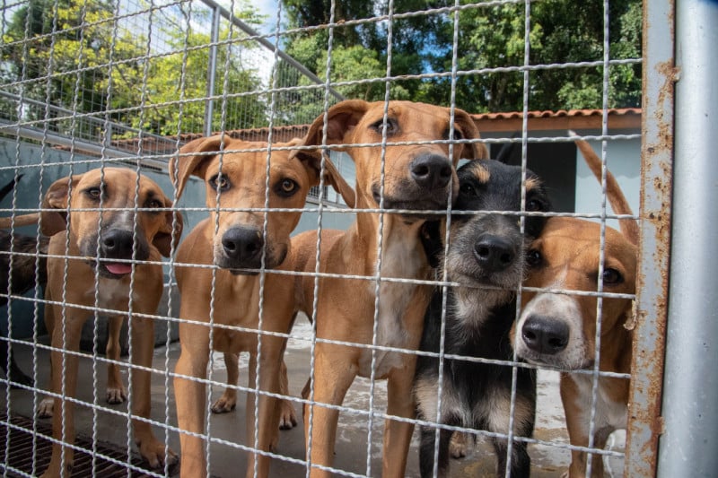 Porto Alegre terá feiras de adoção nos shoppings Total, Iguatemi e BarraShopping