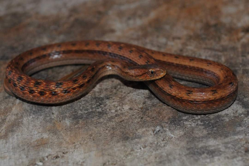 Ideia dos pesquisadores foi descobrir qual a percepção dos jovens sobre a relação com os animais