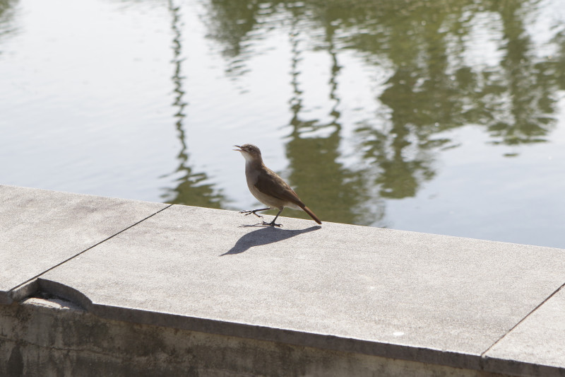 Confirmado novo foco de gripe aviária em ave silvestre no RS