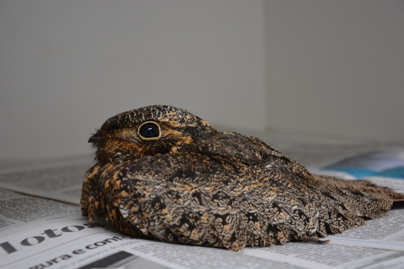 Os urutaus são notáveis por seus hábitos noturnos e dieta de insetos