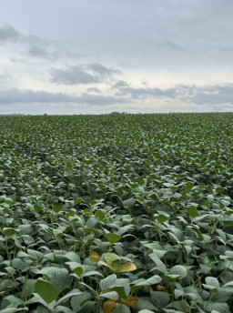 Conab projeta aumento de 45,3% na produção de grãos no Estado