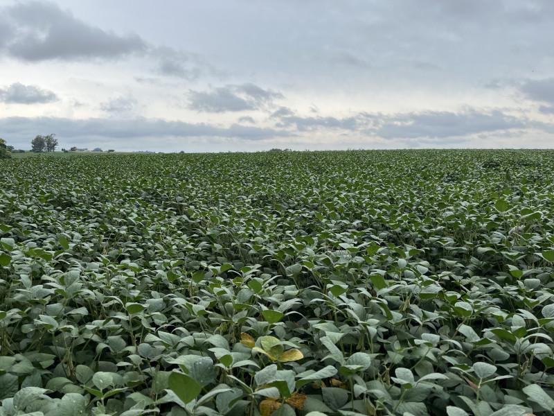 Colheita gaúcha de soja, de 21,8 milhões de toneladas, deve compensar queda de 5,2% na produção nacional