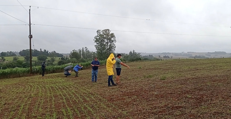 Objetivo é monitorar o desempenho das forrageiras nas lavouras