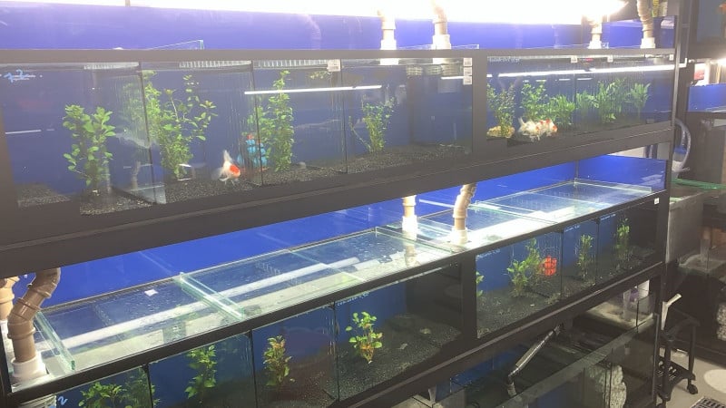 {'nm_midia_inter_thumb1':'https://www.jornaldocomercio.com/_midias/jpg/2024/04/12/206x137/1_minuto_varejo_zimmer_mercado_publico_loja_aquarios_jornal_do_comercio-10533161.jpg', 'id_midia_tipo':'2', 'id_tetag_galer':'', 'id_midia':'6618bc84262e2', 'cd_midia':10533161, 'ds_midia_link': 'https://www.jornaldocomercio.com/_midias/jpg/2024/04/12/minuto_varejo_zimmer_mercado_publico_loja_aquarios_jornal_do_comercio-10533161.jpg', 'ds_midia': 'Minuto Varejo - Mercado Público de Porto Alegre - Zimmer - loja aquários e produtos veterinários e pets - ', 'ds_midia_credi': 'ZIMMER/DIVULGAÇÃO/JC', 'ds_midia_titlo': 'Minuto Varejo - Mercado Público de Porto Alegre - Zimmer - loja aquários e produtos veterinários e pets - ', 'cd_tetag': '1', 'cd_midia_w': '800', 'cd_midia_h': '450', 'align': 'Left'}