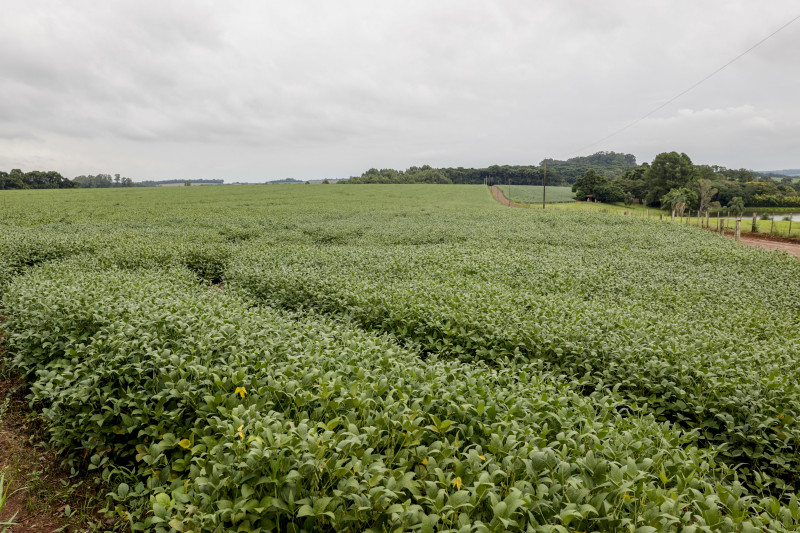 Para a soja, é projetada uma safra de 20,34 milhões de toneladas, alta de 3,5%