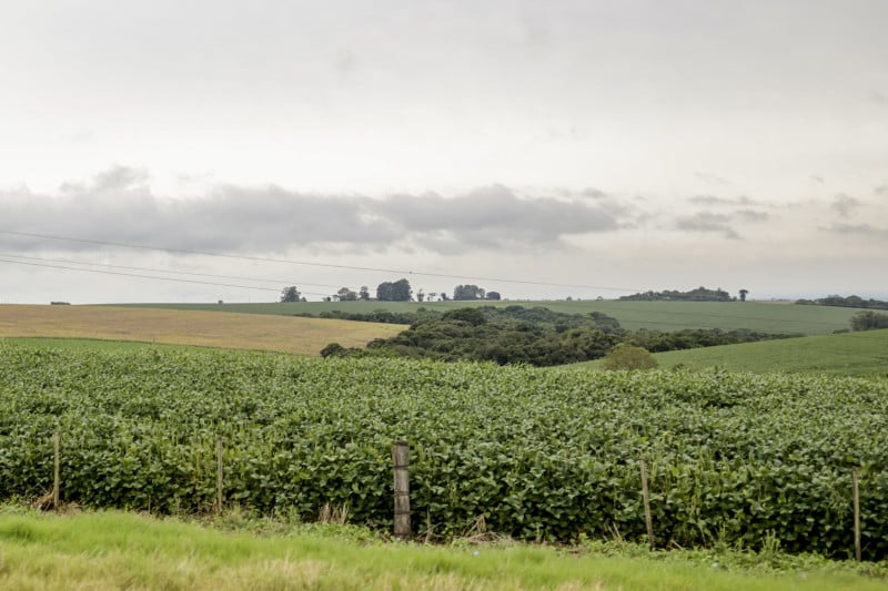 Semeadura da soja começa em ritmo lento no Rio Grande do Sul