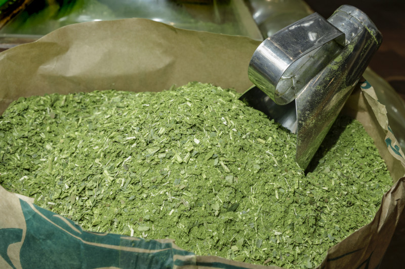 Erva-mate do Rio Grande do Sul se reinventa em busca de recuperação