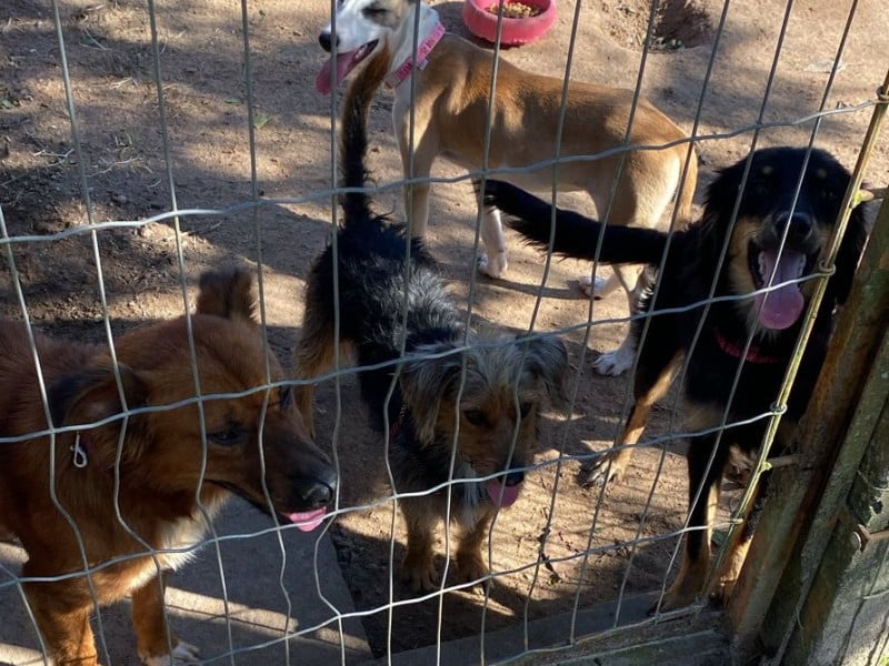 Cães resgatados da enchente foram acolhidos no espaço Pro Bicho 