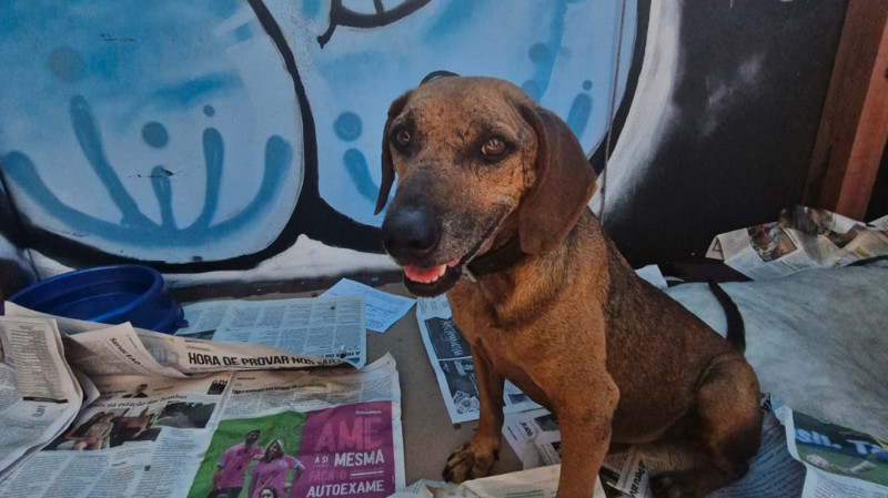 O Drop, bar na Cidade Baixa, está recebendo animais durante as cheias