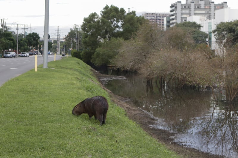 Capivara foi vista na beira do Arroio Dil&uacute;vio, avenida Ipiranga, nesta ter&ccedil;a-feira (21)
