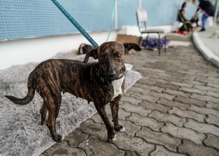 Em Porto Alegre e Canoas, cidades com o maior número de animais abrigados, ainda há cerca de 1,6 mil animais (cães e gatos) que aguardam por uma família