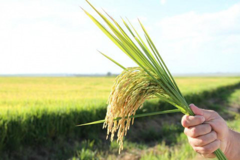 Arroz recupera preço, mas produtor ainda não cobre custo de produção