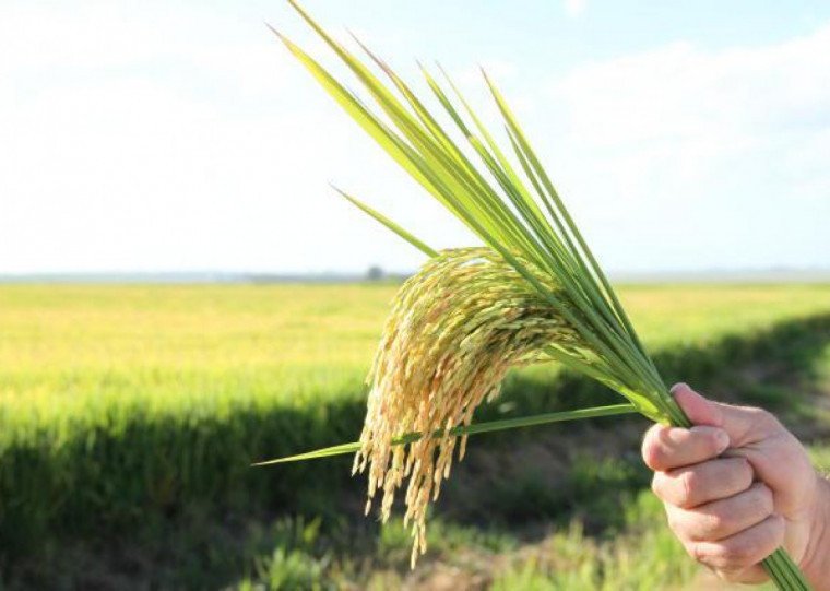 Na safra 2023/24 foram semeados 900.203 hectares de arroz irrigado, sendo colhidos 851.664,22 hectares