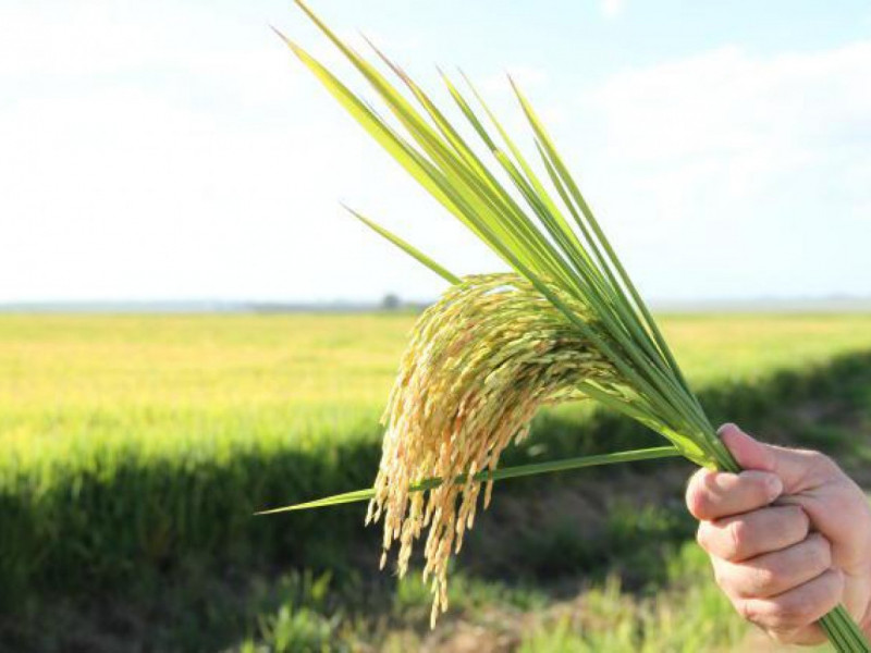 Arroz recupera preço, mas produtor ainda não cobre custo de produção