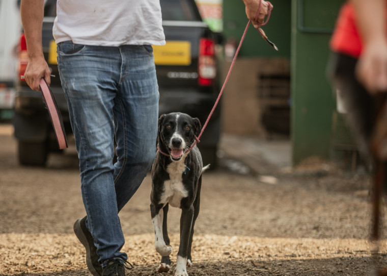 Prazo para identificação vai até hoje; depois, será permitida a adoção