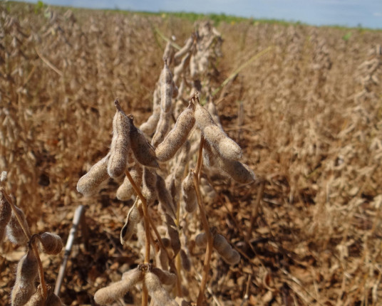 Crescimento do PIB da Região Sul supera o nacional, apesar de avanço tímido do RS
