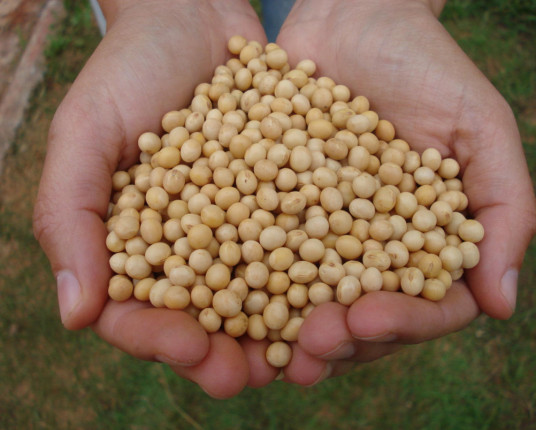 Dólar alto e quebra na safra de soja indicam preços atrativos em 2024