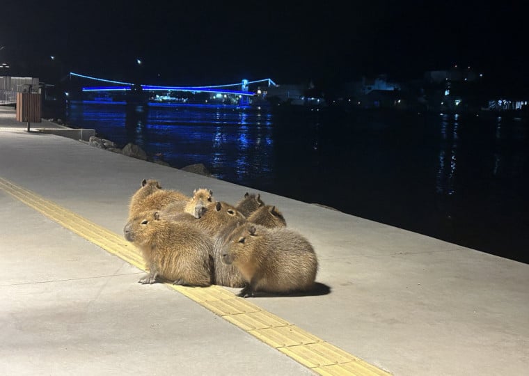 Prefeitura pede que as pessoas se mantenham a uma 'distância significativa' dos animais para evitar acidentes