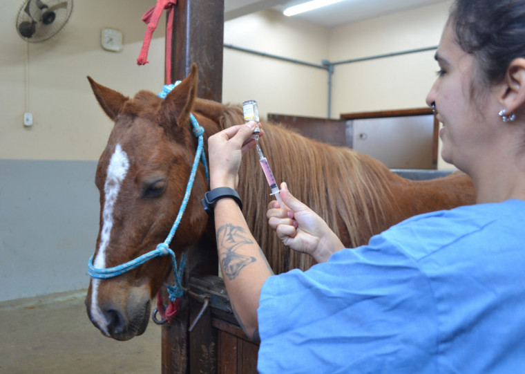 Animal já engordou 40 quilos desde que foi internado