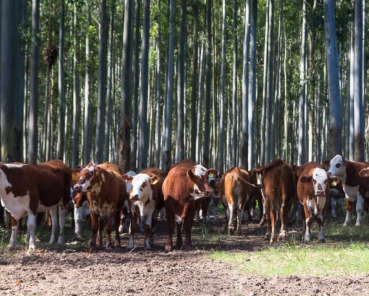 Recuperação de solos agrícolas custará pelo menos R$ 6,6 bilhões ao RS