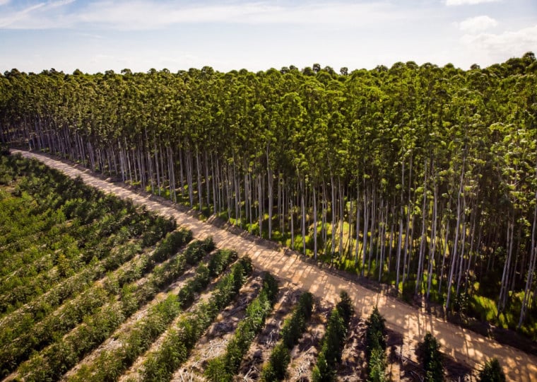 Somente a CMPC tem plantio de eucalipto em 75 municípios gaúchos, como Barra do Ribeiro