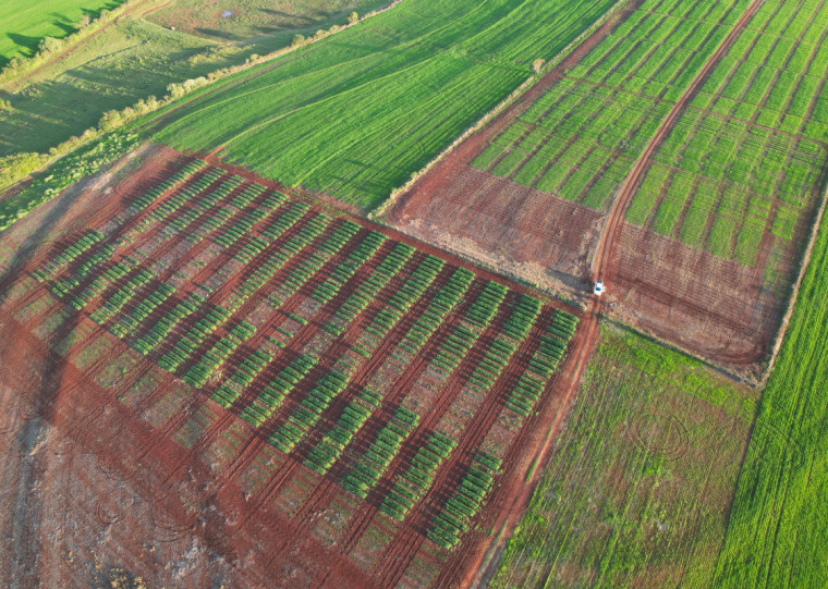 Campo experimental Unijuí; universidade auxilia no desenvolvimento de novos cultivares