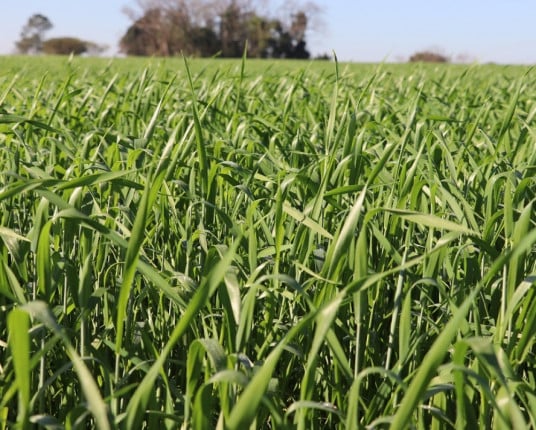 Área semeada com trigo pode cair abaixo de 1,3 milhão de hectares no RS