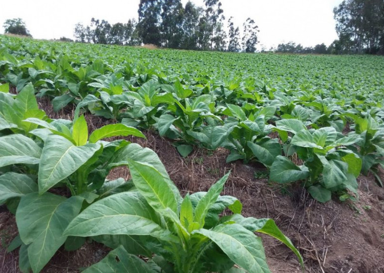 Rio Grande do Sul teve quebra de 14,4%, fechando a produção em 219.992 toneladas 