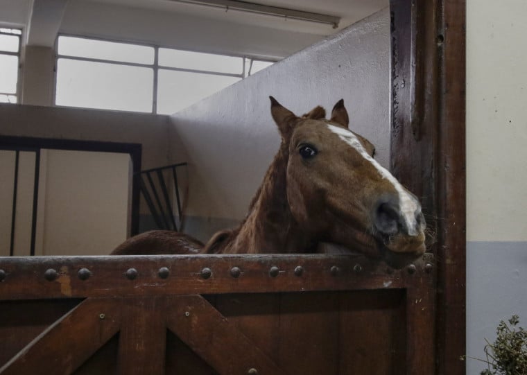 Desde que foi resgatado, durante as enchentes de maio, equino ganhou 40 quilos e teve bateria de exames