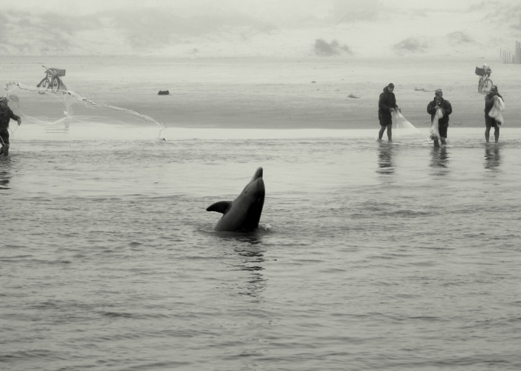 Interação humanos-animais na Barra do Rio Tramandaí ganha exposição