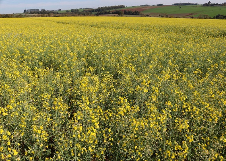 A estimativa inicial é de produtividade média de 1.679 kg de canola por hectare