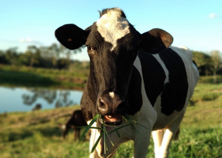 Leite spot, considerado um indicador sensível de oferta e demanda, registrou aumento nos últimos levantamentos, dizem produtores