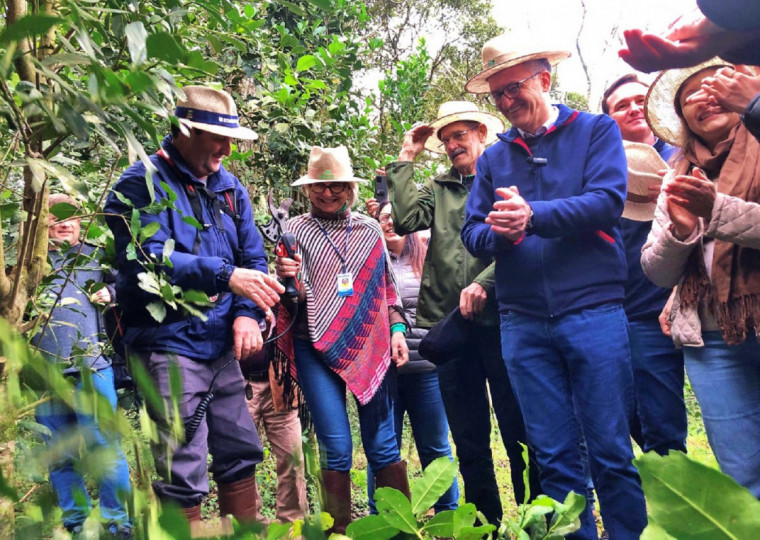 Município tem cerca de 1,5 mil hectares de área plantada para esta safra