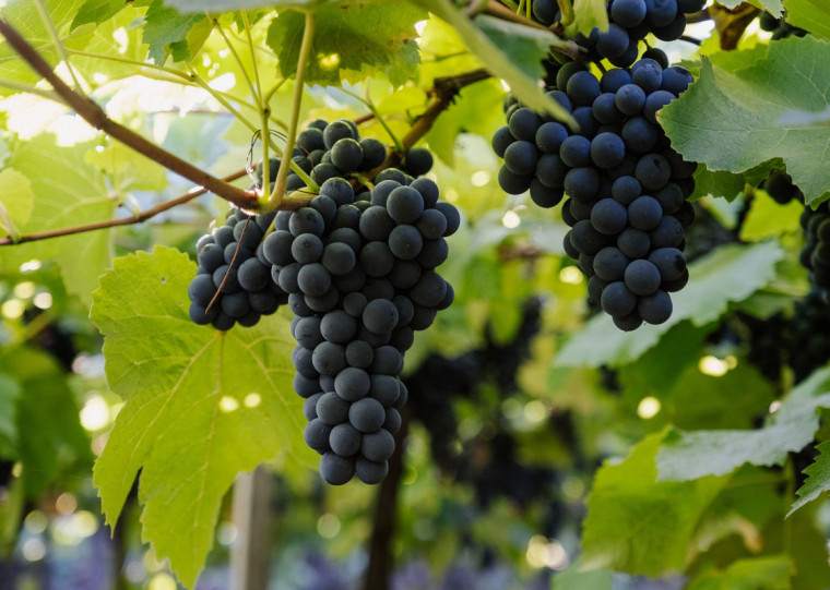 Outra parceria, já firmada, prevê R$ 33 milhões até fevereiro de 2026