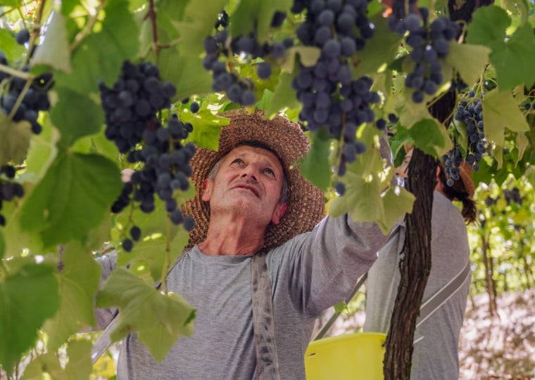 Mais de mil famílias cooperadas recebem  apoio na produção