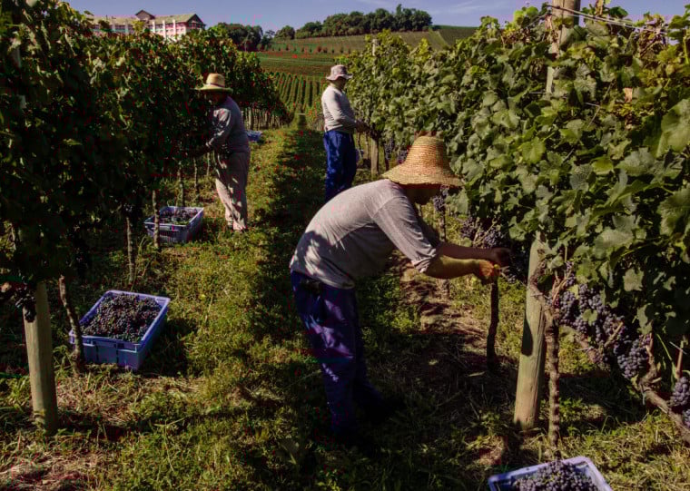 Manejo, irrigação e tecnologia integram ações para aprimorar produto e superar adversidade climática