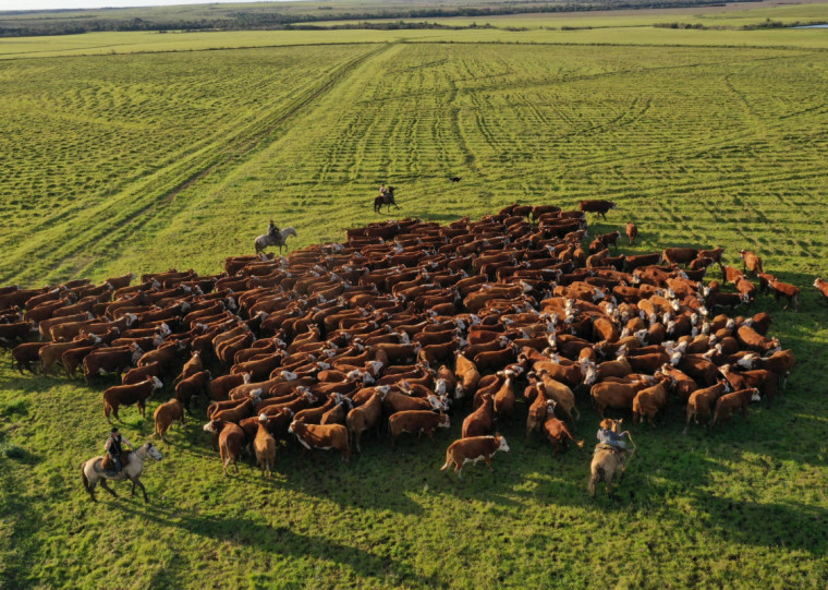 Grupo Pitangueira vendeu 53 touros Brangus em duas horas e pretende ofertar mais 60 animais em setembro