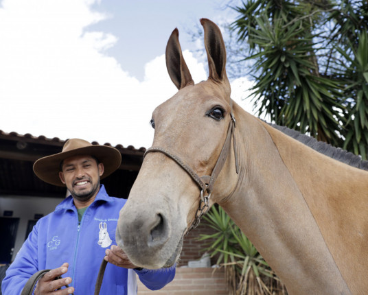 Novas estrelas da Expointer chamam atenção por onde passam