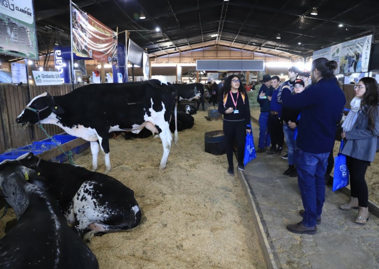 Expointer é uma espécie de laboratório para estudantes da área agrícola 