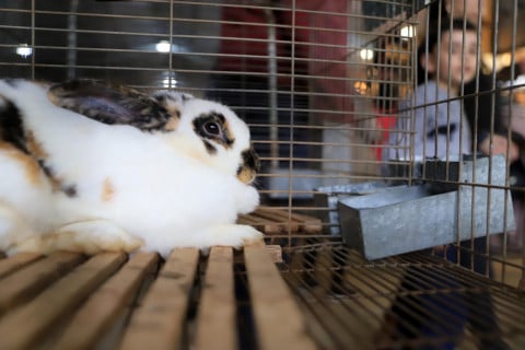 Pequenos animais puxam alta de inscrições de animais de elite na Expointer