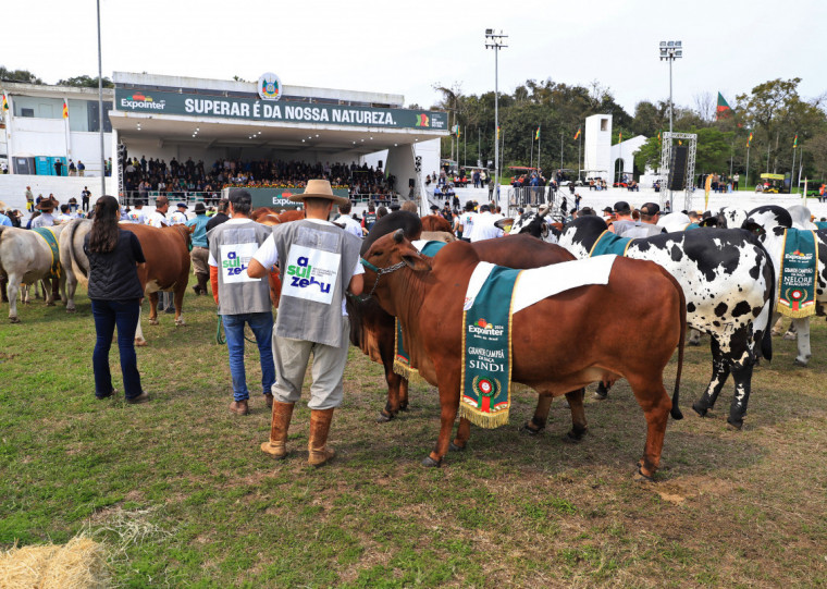 Número de animais de argola cresceu 47,69%, fortalecendo o peso da genética de ponta na mostra de Esteio