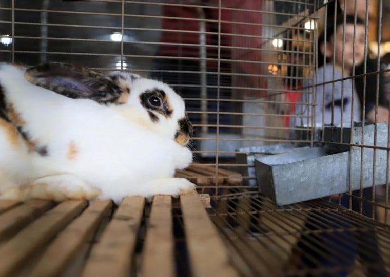 Presença de coelhos crescerá 24%, com 488 animais nesta edição da mostra agropecuária