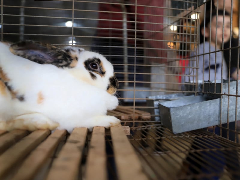 Pequenos animais puxam alta de inscrições de animais de elite na Expointer