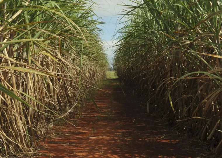 Segundo a pesquisa, a diminuição da produção de cana-de-açúcar causaria um efeito drástico similar no mercado de etanol combustível e no setor de biocombustíveis  