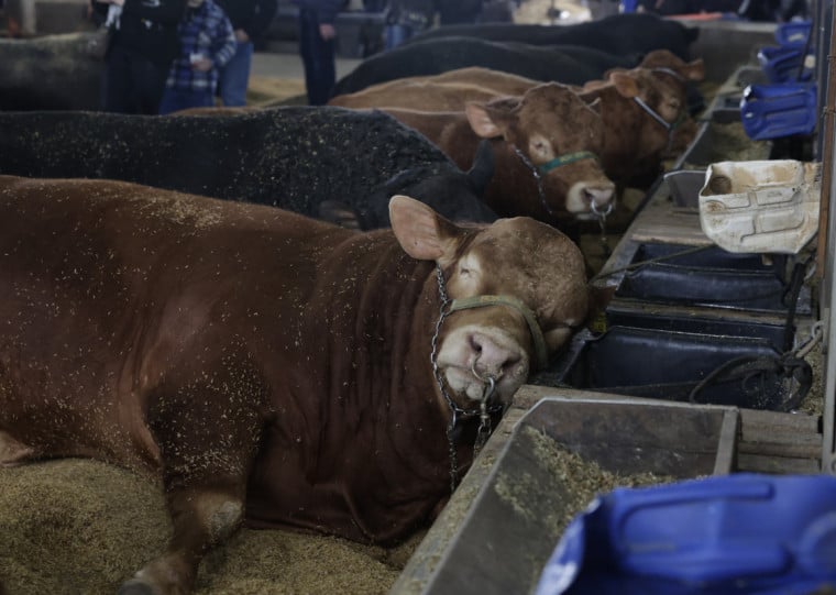 Evento recebe mais de seis mil animais para julgamentos e atividades da 48ª edição