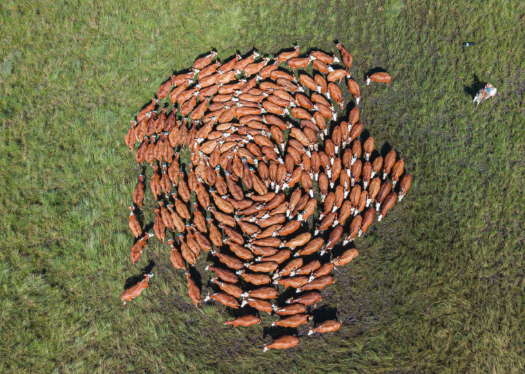 Tendência é que a comercialização de touros, matrizes e genética bovina siga em alta em 2025 e 2026